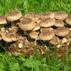 Vypstujte si houby doma z pstebnch blok.